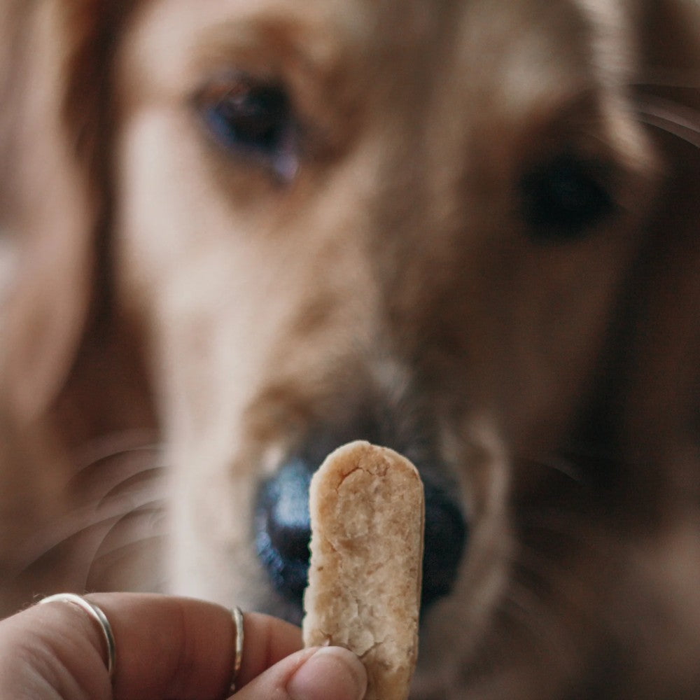 Barkery Bites Wheat-free Lamb & Apple
