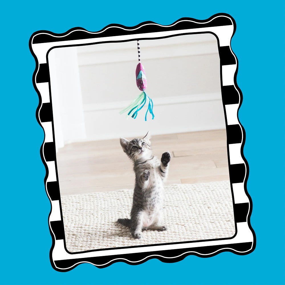 Fat Cat Catfisher Teasers - Worm Wand Lifestyle Image with Kitten