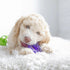 JW Pet Puppy Snail Chew-ee Teether Lifestyle Image with Puppy