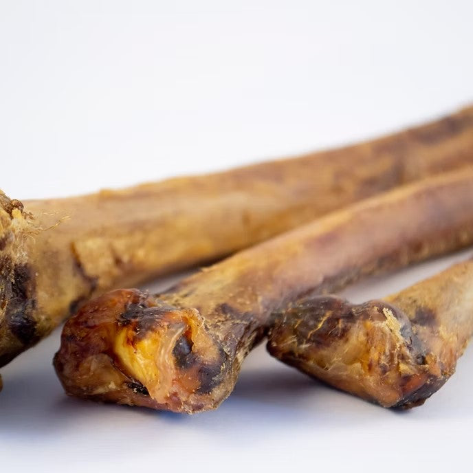 Mbuni Ostrich Wingbone Halves Close Up of Bones