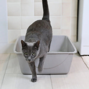 Petmate Basic Litter Box Lifestyle Image with Cat