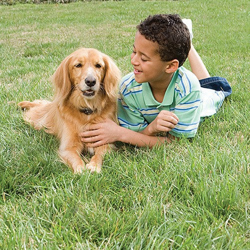 PetSafe In Ground Pet Containment Fence System - lifestyle image with pet shop in South Africa