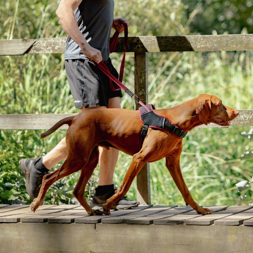 Rogz Airtech Ultralite Dog Lead Lifestyle Image