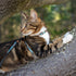 Rogz Cat H-Harness & Lead Combination Turquoise Moon Lifestyle Image