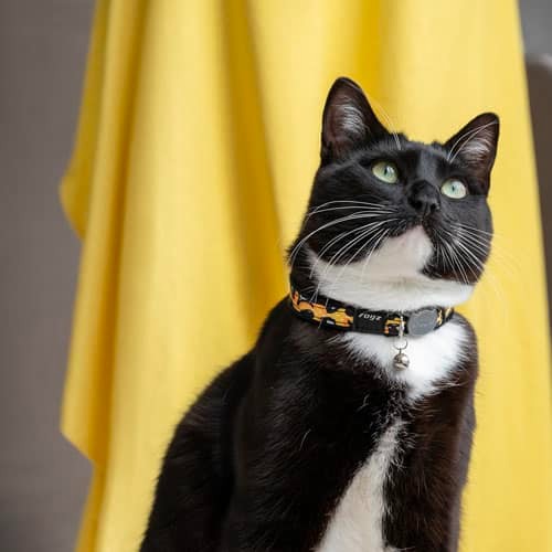 Rogz Catz Fashioncat Safety Cat Collar Lifestyle Image