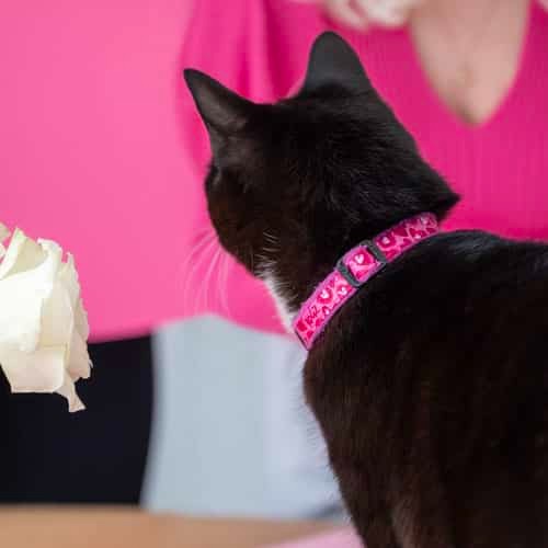 Rogz Catz Fashioncat Safety Cat Collar Lifestyle Image