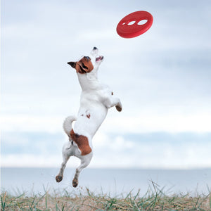 Rogz Dog Flyer RFO Lifestyle Image