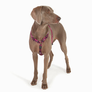Rogz Fancy Dress Dog Classic Harness Pink Love Lifestyle Image