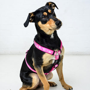Rogz Fancy Dress Dog Classic Harness Pink Paws Lifestyle Image