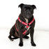 Rogz Fancy Dress Dog Classic Harness Red Bone Lifestyle Image