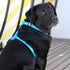 Rogz Fancy Dress Dog Classic Harness Turquoise Paw Lifestyle Image