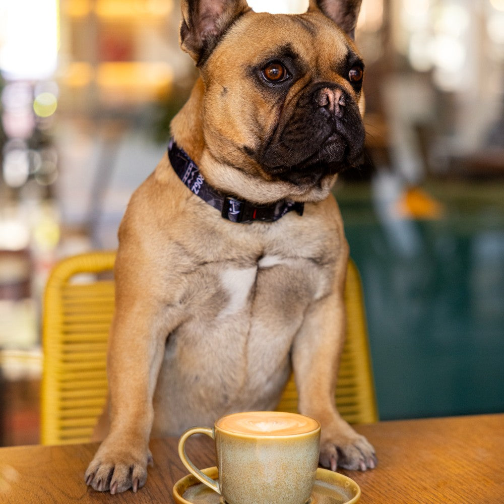 Rogz Fusion Classic Dog Collar Lifestyle Image