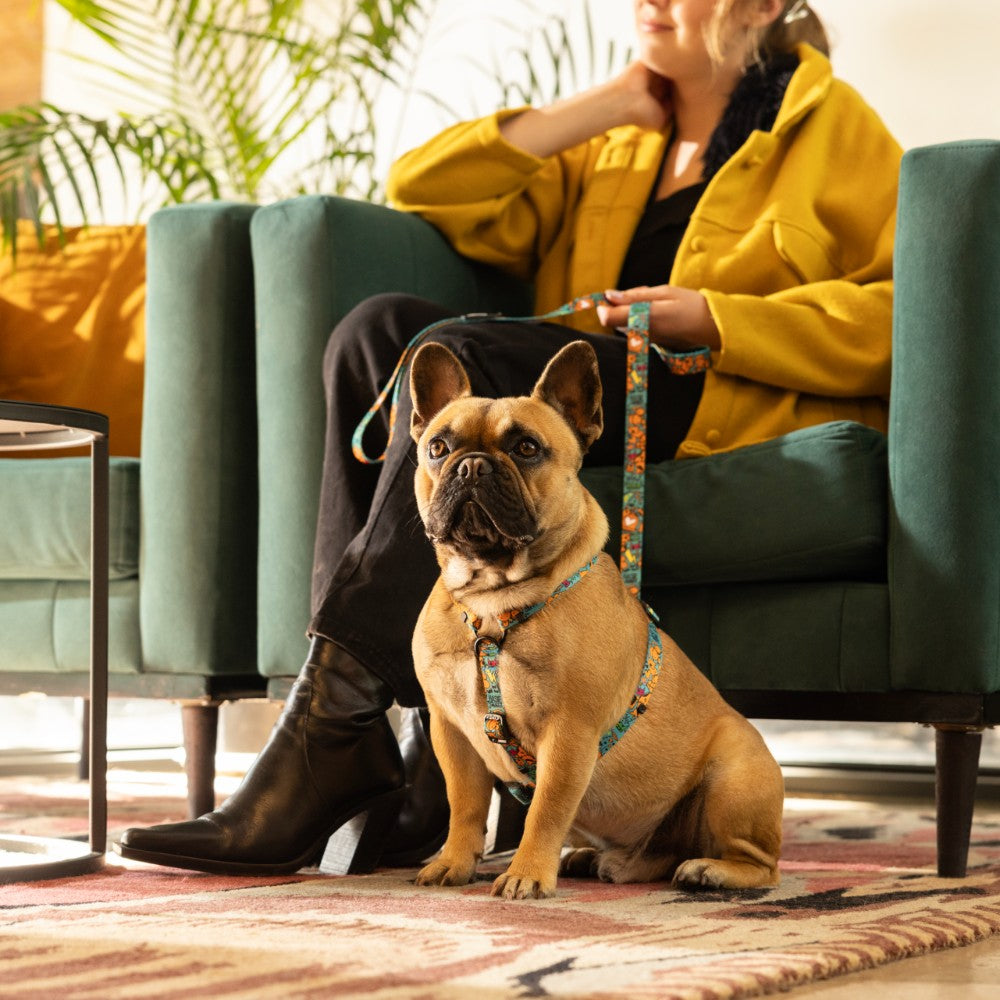 Rogz Fusion Classic Dog Harness Lifestyle Image