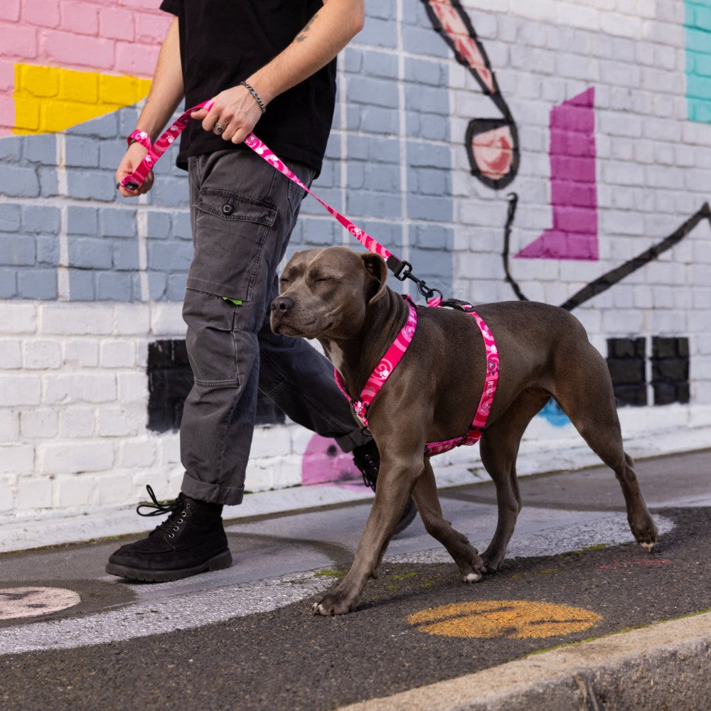 Rogz Fusion Classic Dog Harness Lifestyle Image