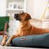 Rogz Indoor Cushioned Bed Lifestyle Image