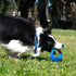 Rogz Pop-Upz Self-Righting Float and Fetch Dog Toy Blue Lifestyle Image