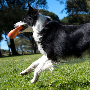Rogz Pop-Upz Self-Righting Float and Fetch Dog Toy Orange Lifestyle Image