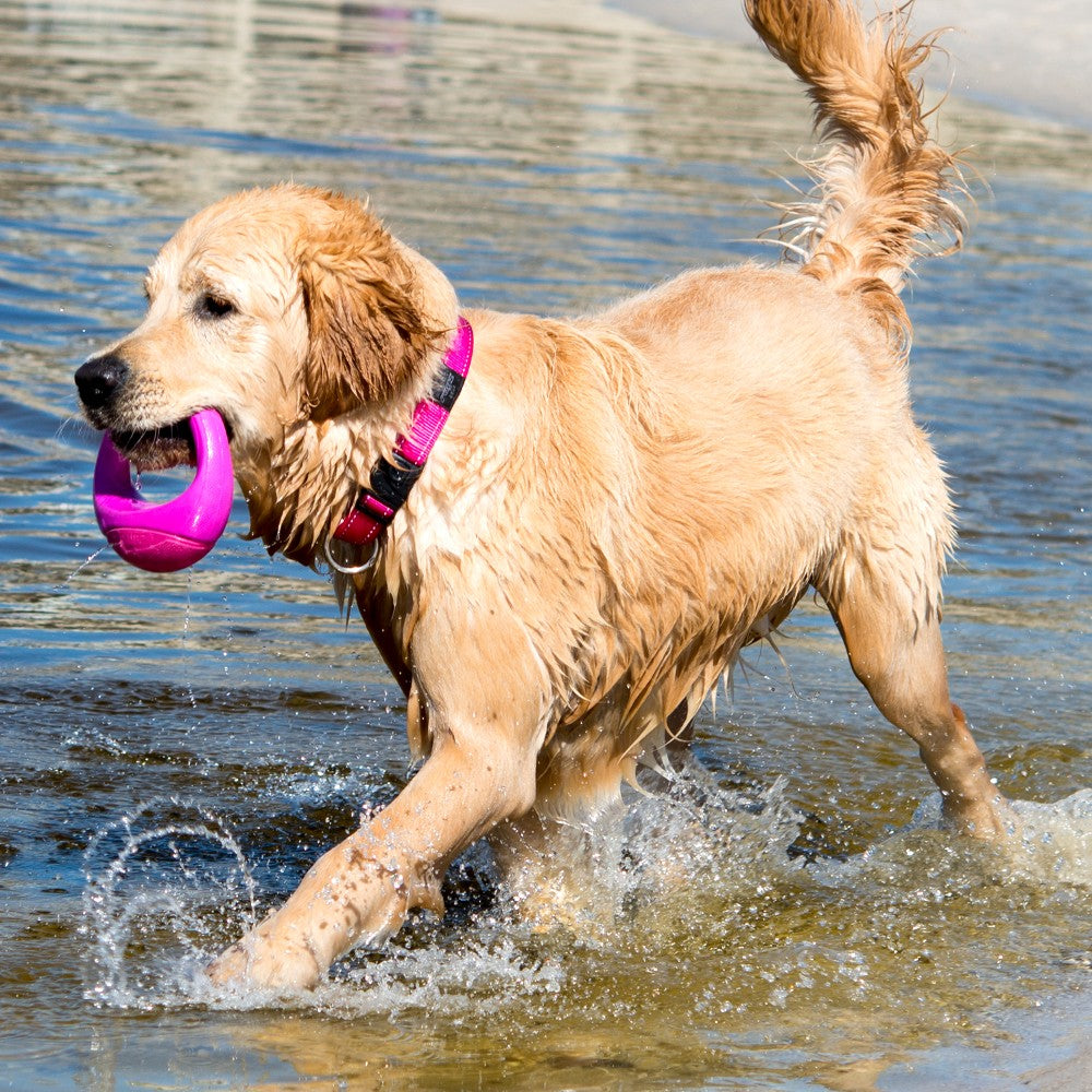 Rogz Pop-Upz Self-Righting Float and Fetch Dog Toy Pink Lifestyle