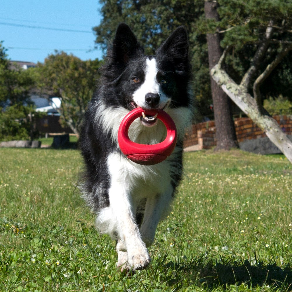 Rogz Pop-Upz Self-Righting Float and Fetch Dog Toy Red Lifestyle Image