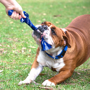 Rogz Scrubz Oral Care Dog Toy Blue Lifestyle Image