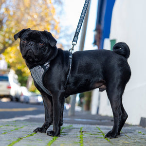 Rogz Small Dogs Fashion Classic Lead Zebra Lifestyle Image