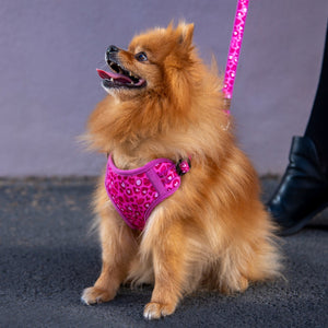 Rogz Small Dogs Fashion Classic Lead Wild Heart Lifestyle Image