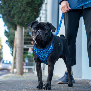 Rogz Small Dogs Fashion Harness Amphibian Blue Lifestyle Image