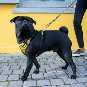 Rogz Small Dogs Fashion Harness Leopard Bone Lifestyle Image