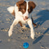 Rogz Squeekz Fetch Ball Lifestyle Image