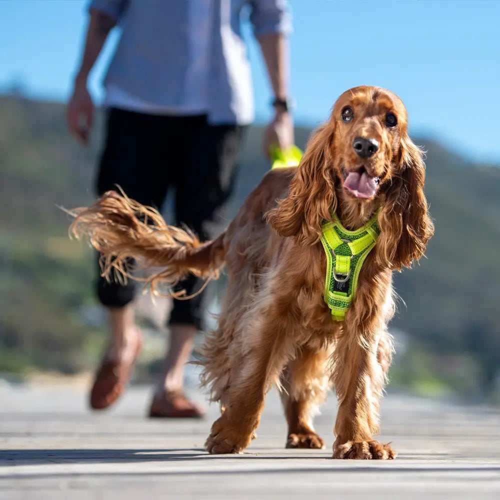 Rogz Utility Reflective Control Harness Yellow Lifestyle