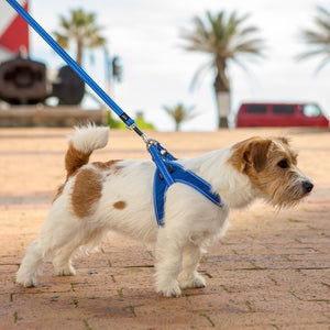 Rogz Utility Reflective Fast Fit Dog Harness Blue Lifestyle