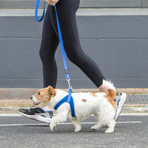 Rogz Utility Reflective Fast Fit Dog Harness Blue Lifestyle