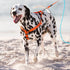 Rogz Utility Reflective Step-in Harness Orange Lifestyle Image