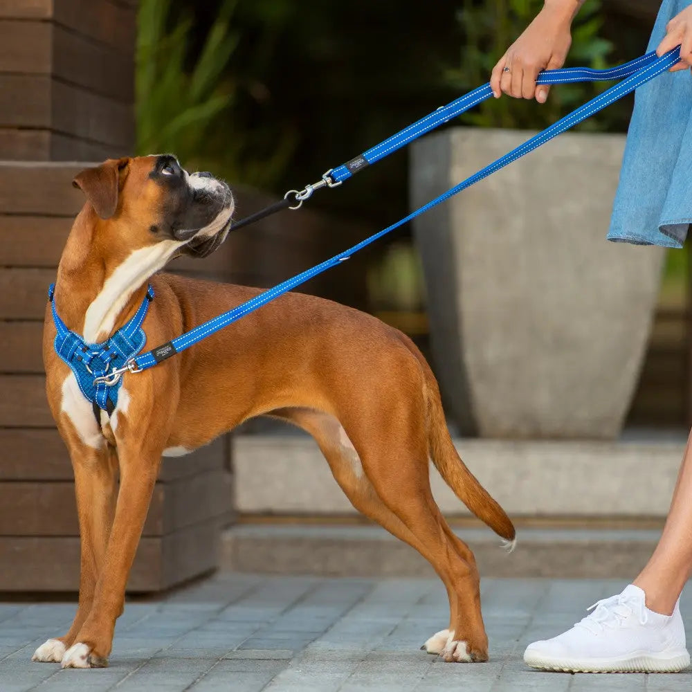 Rogz Utility Stop-Pull Harness Blue Lifestyle