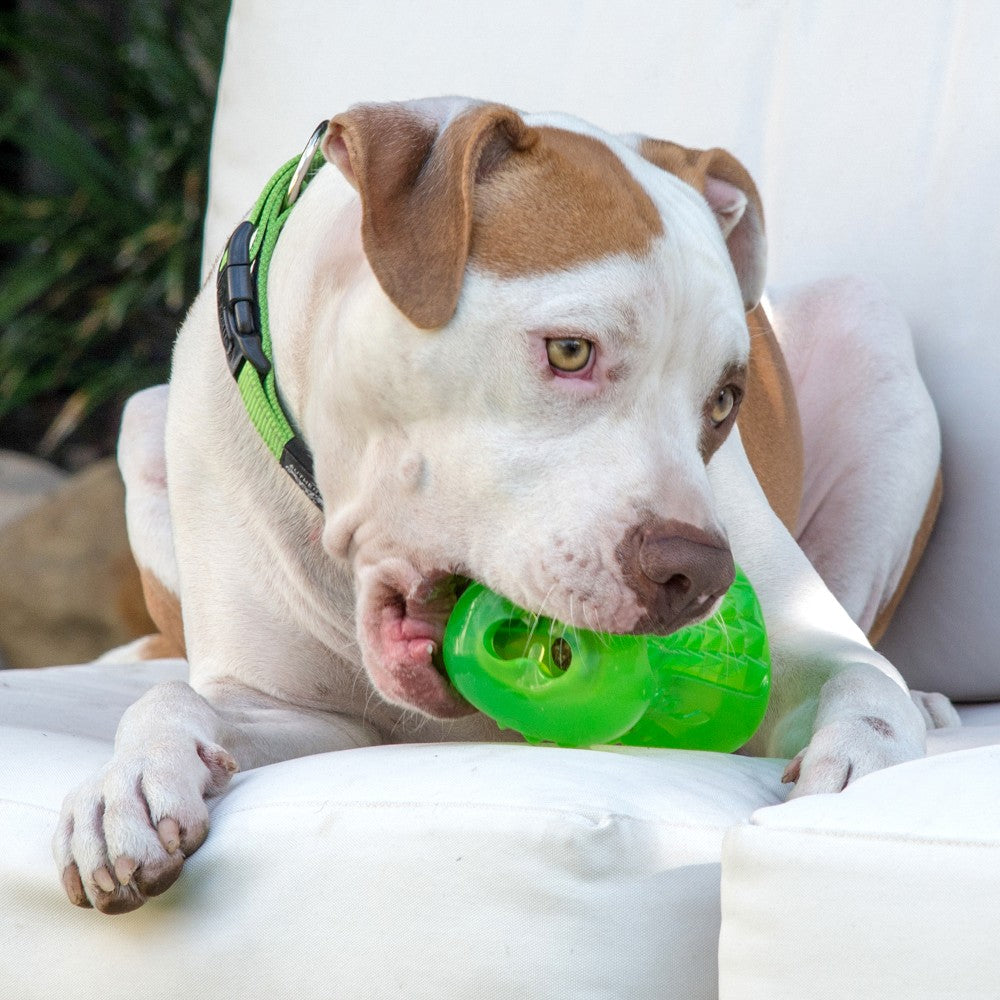 Rogz Yumz Treat Toy Lime Lifestyle Image