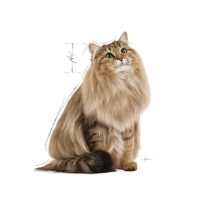 Royal Canin Cat Digestive Care Wet Food - Image of Cat
