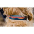 Ruffwear Chain Reaction Half-Check Collar Sunset Lifestyle Image