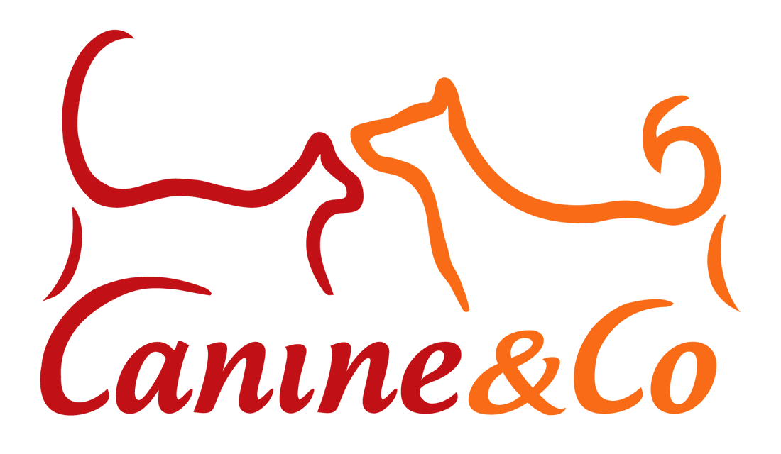 Dog Food Delivered Dog Food Delivered