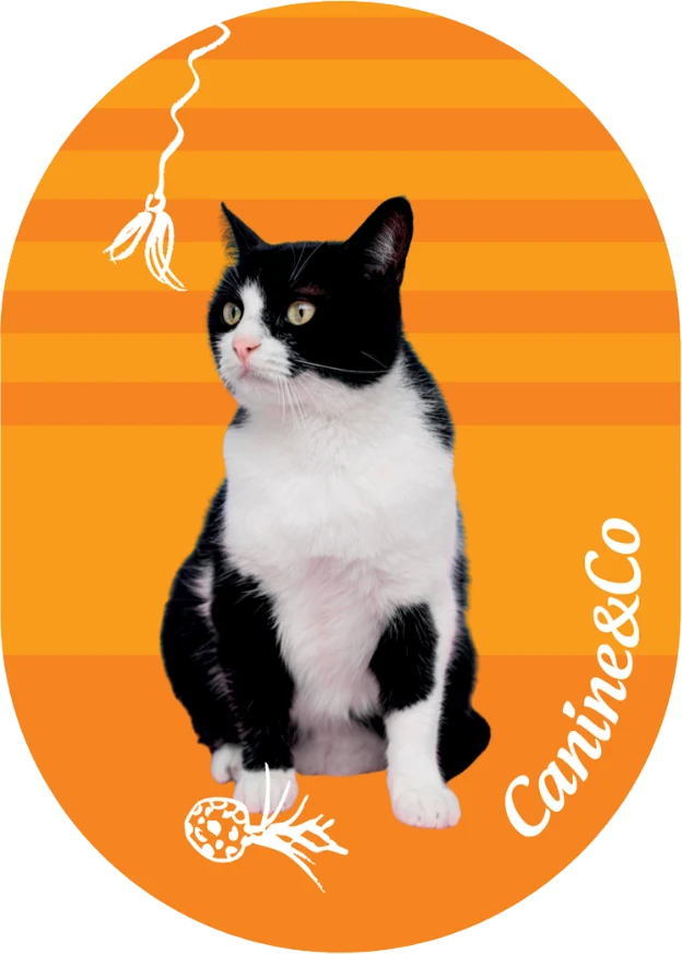 Kitty fridge magnet