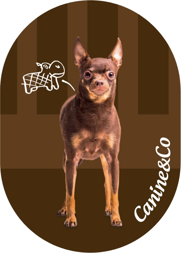 Chihuahua fridge magnet