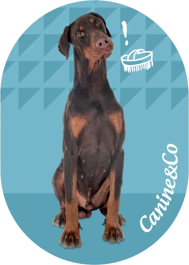 Doberman bottom half