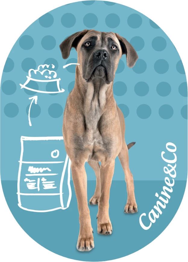 Boerboel fridge magnet