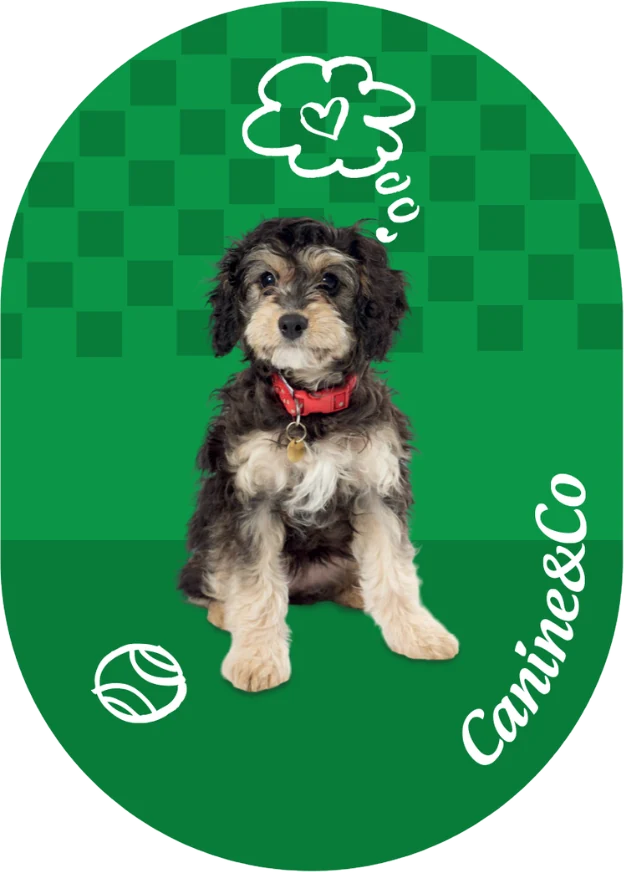 Doodle fridge magnet