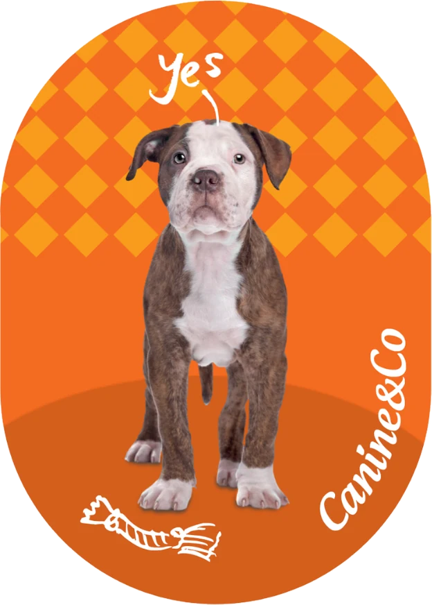 Pittie fridge magnet