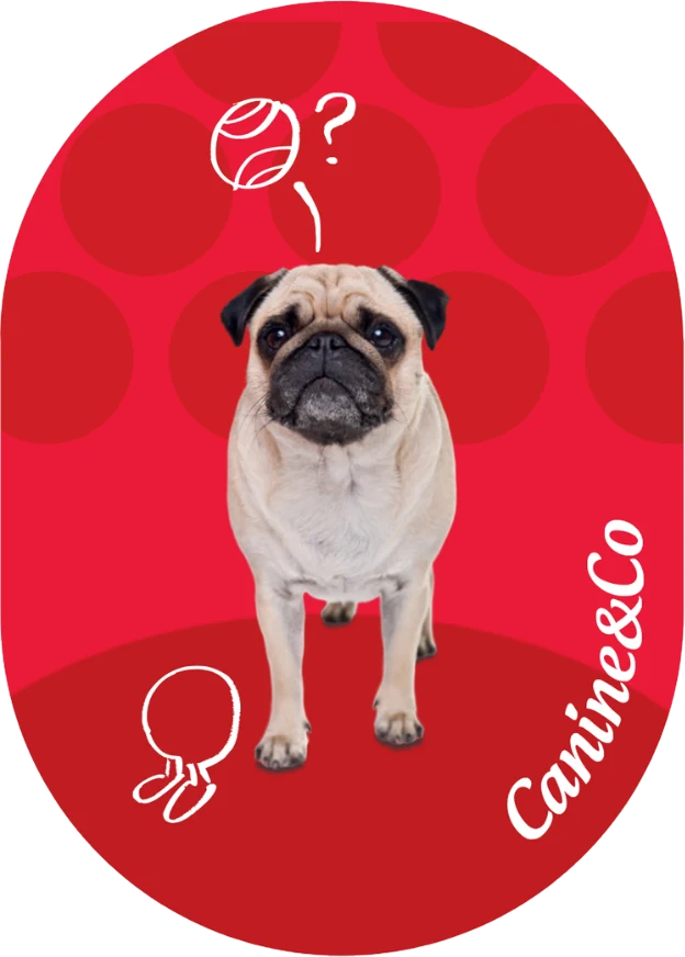 Pug top half