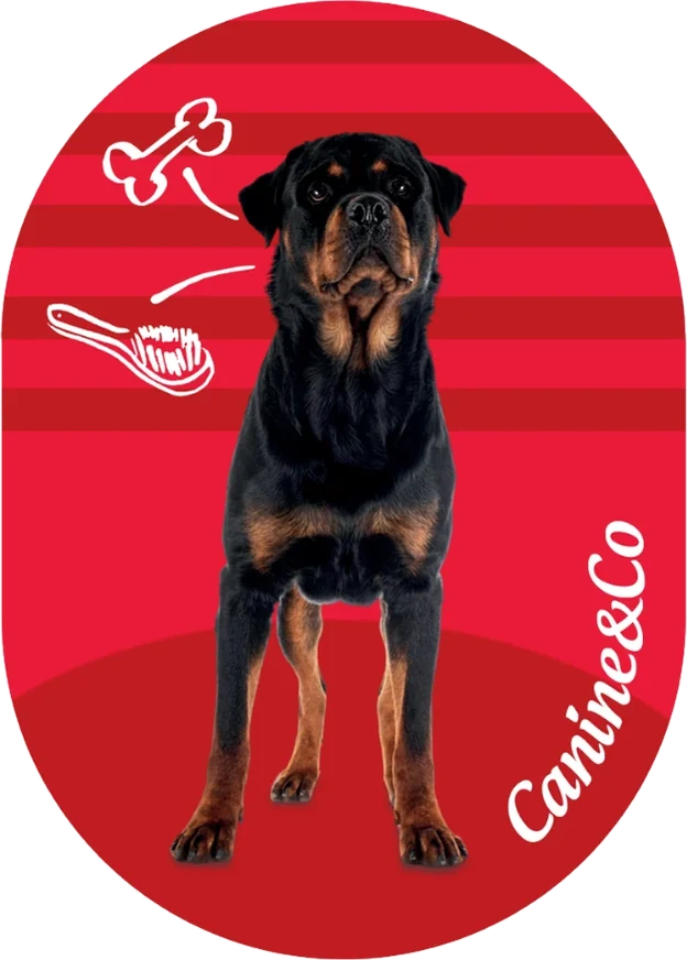 Rottie bottom half