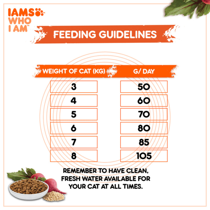 Iams Healthy Adult with Chicken - lifestyle image with pet order online South Africa