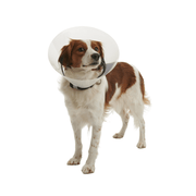 Buster Click Recovery Collar