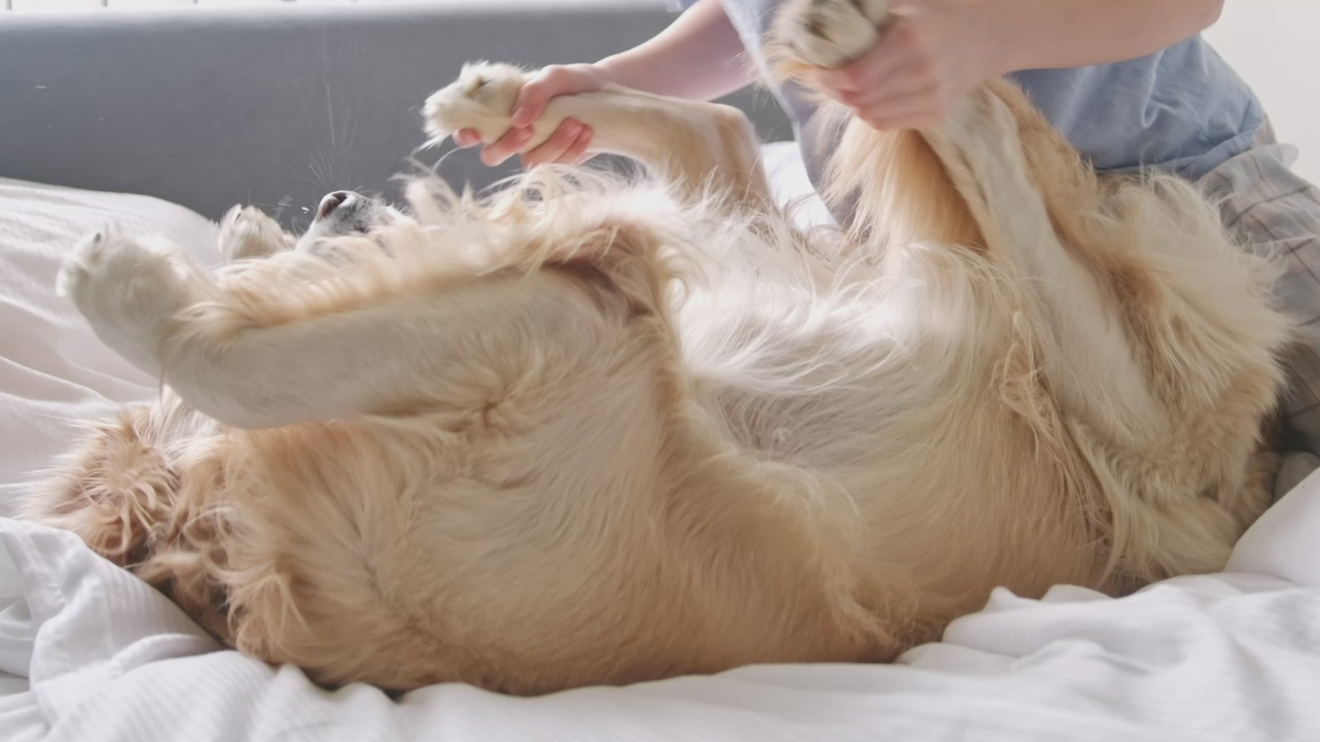 Load video: Hill&#39;s Science Plan Perfect Digestion Adult Large Breed Dry Dog Food