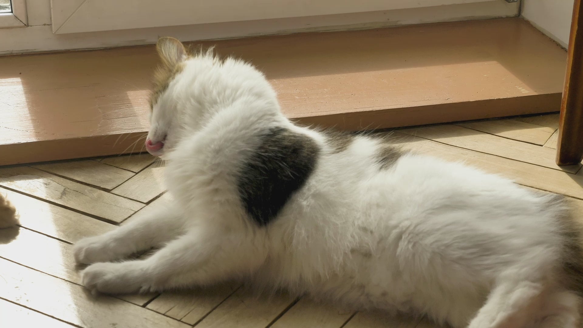 Load video: Hill&#39;s Science Plan Perfect Digestion Kitten Dry Cat Food
